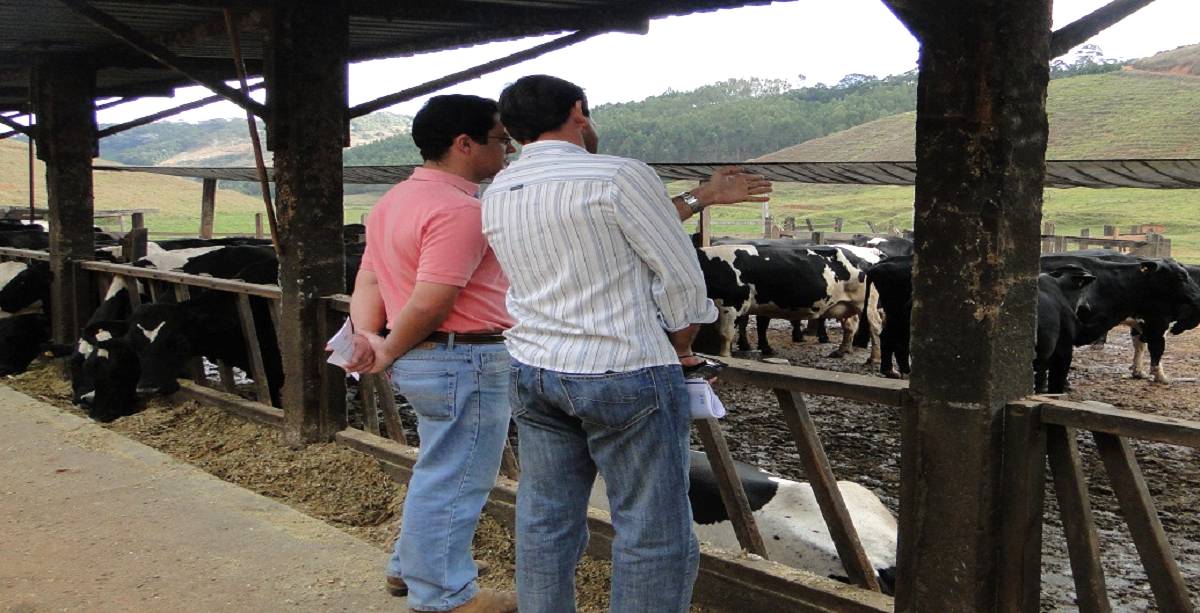 Ambiente e alimentação são fundamentais para produção de gado de leite!