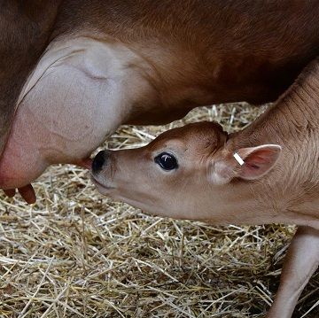 Mastite bovina 