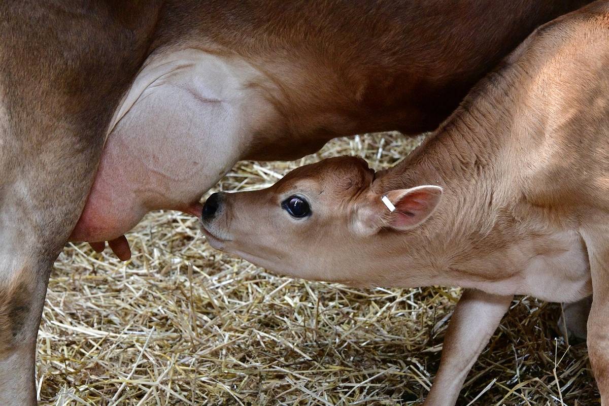 Mastite bovina: conheça mais sobre esta inimiga do rebanho!