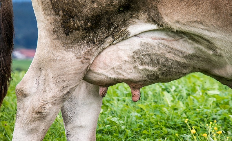 secagem de vacas leiteiras