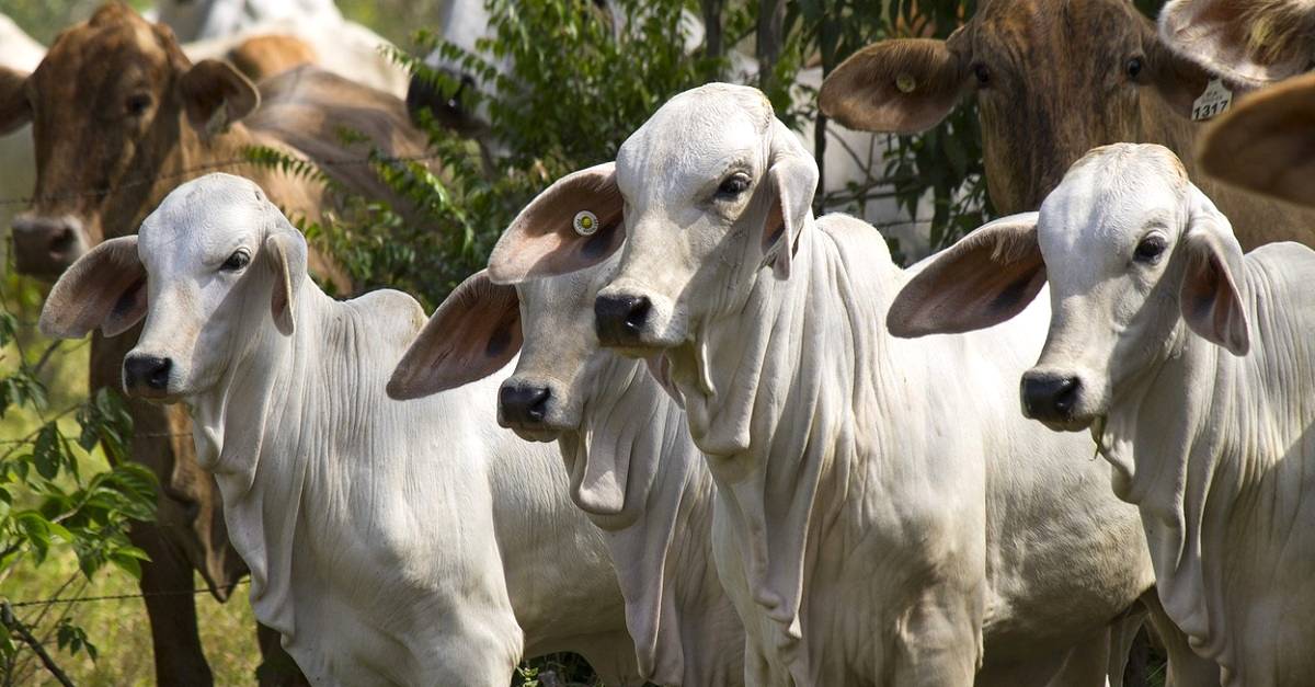 Carbúnculo sintomático: Como prevenir essa doença em bovinos?