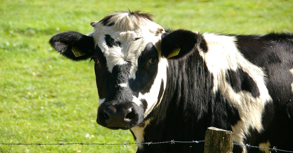 Prolapso uterino em vacas: Você já ouviu falar sobre essa doença?