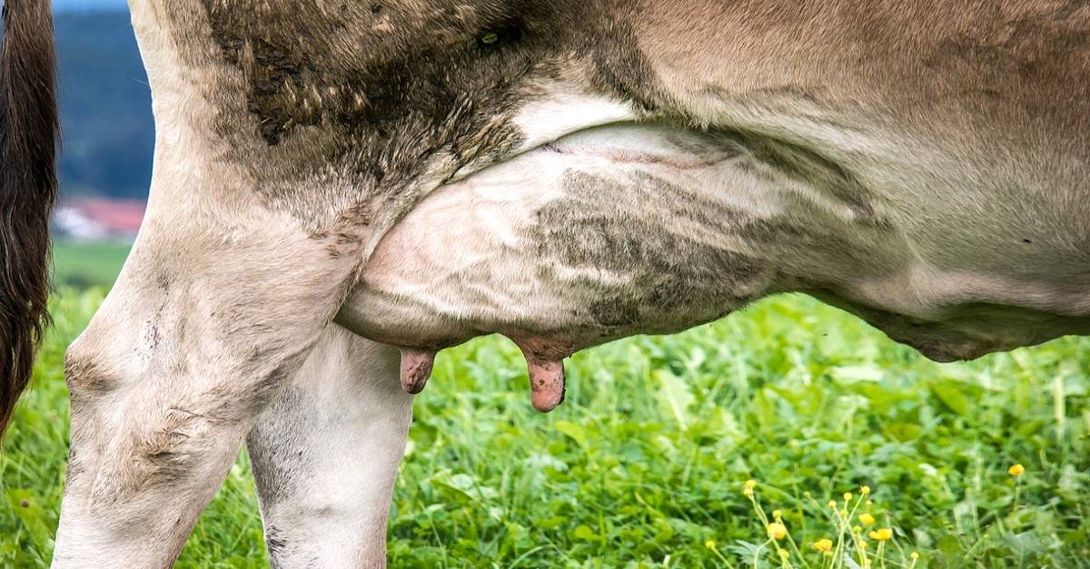 Secagem de vacas leiteiras: Qual a importância desse procedimento?