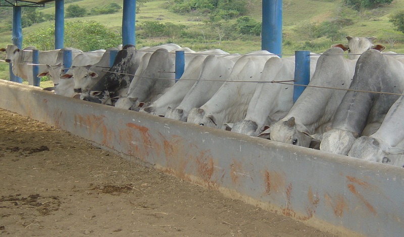 manejo nutricional de gado de corte