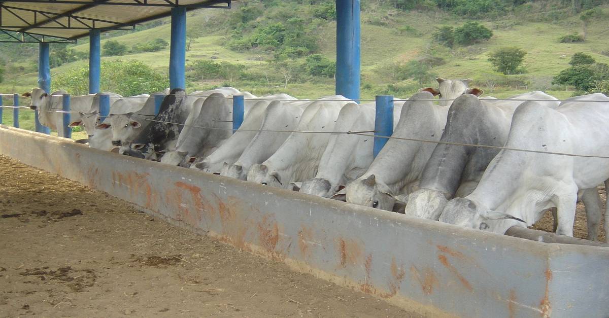 Manejo Nutricional de Gado de Corte: Qual a sua importância?