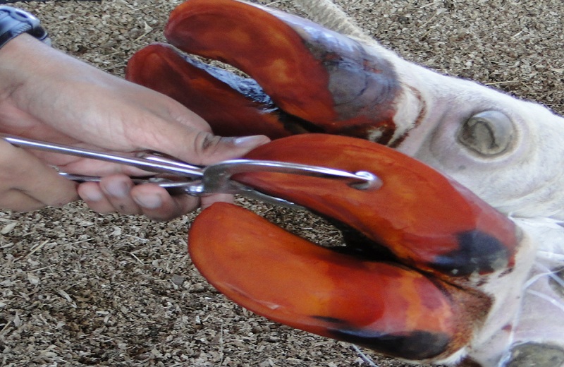 doenças de cascos em bovinos