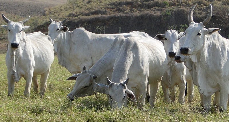 verruga bovina