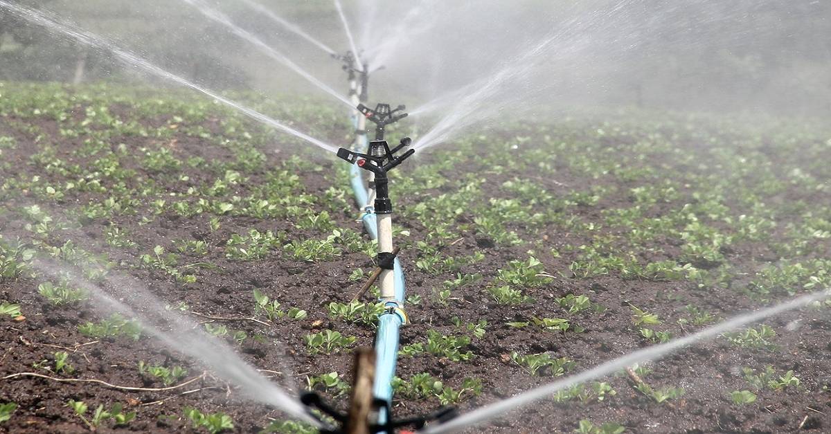 Agricultura irrigada: Quais os sistemas mais utilizados?