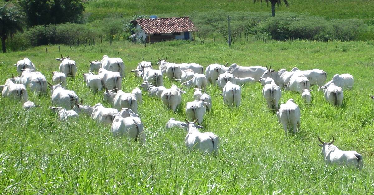 Conheça os tipos de sistema de pastejo mais utilizados