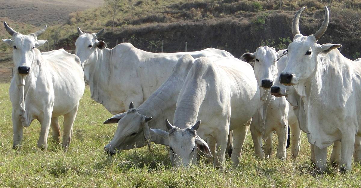 Saiba porque a verruga bovina desvaloriza o animal