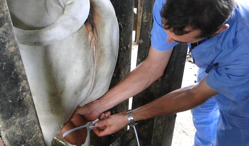 Conheça as vantagens do exame andrológico em bovinos