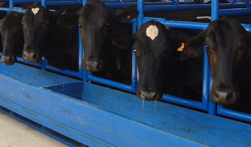 Inseminação Artificial em bovinos