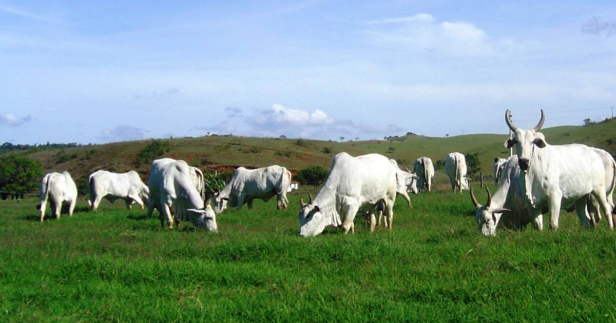 Engorda a pasto: conheça esse sistema para gado de corte