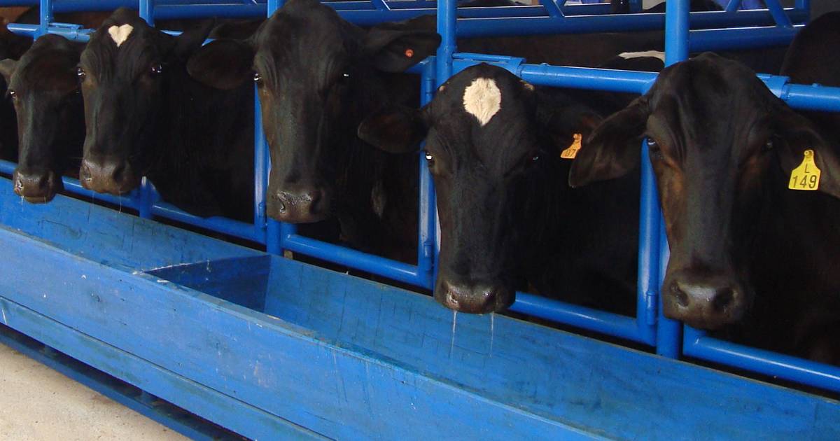 Inseminação artificial em bovinos: conheça o passo a passo