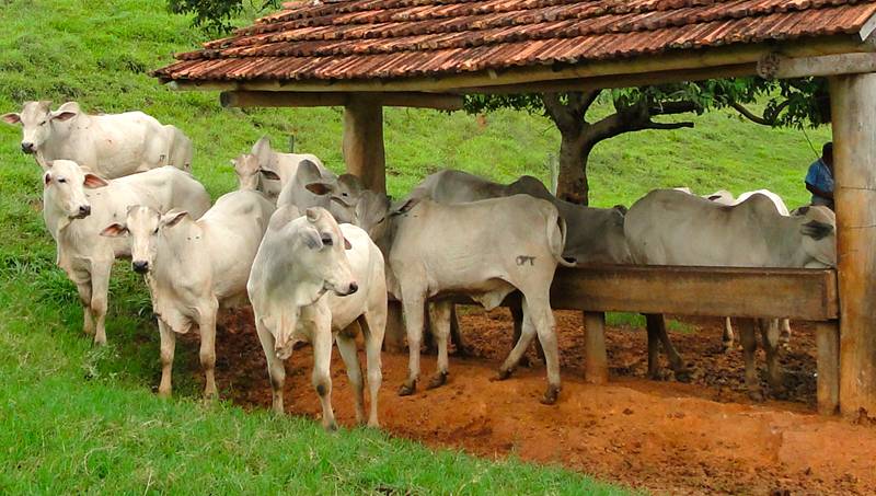 Nutrição de bovinos de corte: suplementação com proteína na seca