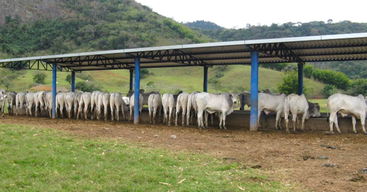 Ração para engorda de bovinos a pasto: entenda o papel desse recurso