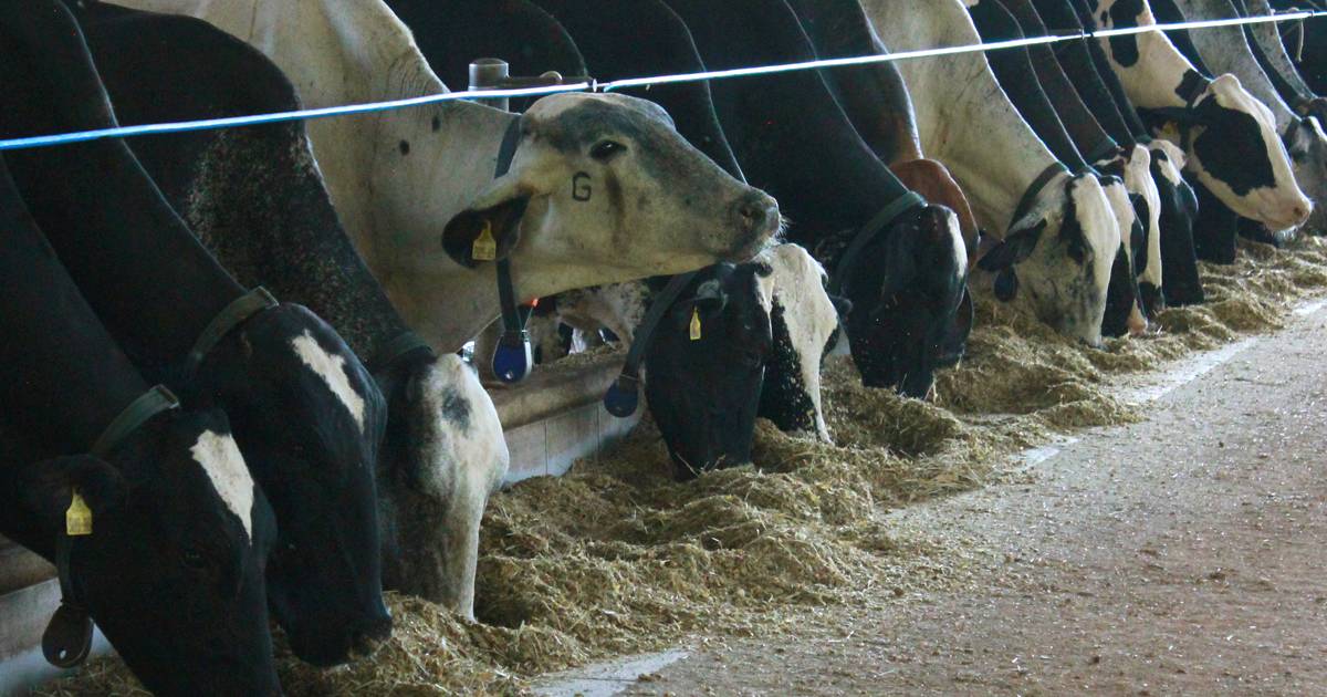 Produção de gado de leite: estruturas e alimentação são fundamentais!