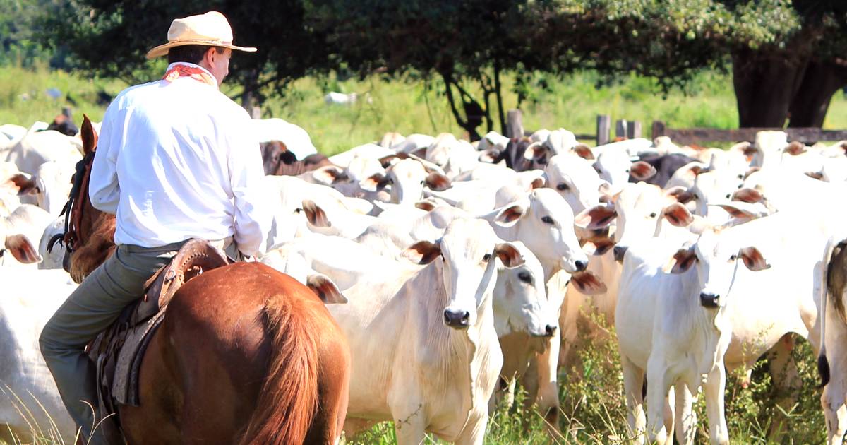 Administração de fazendas de bovinocultura de corte: conheça os pontos chave