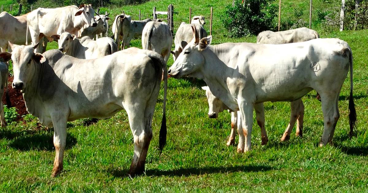 Raças de gado de corte: Saiba quais predominam no Brasil