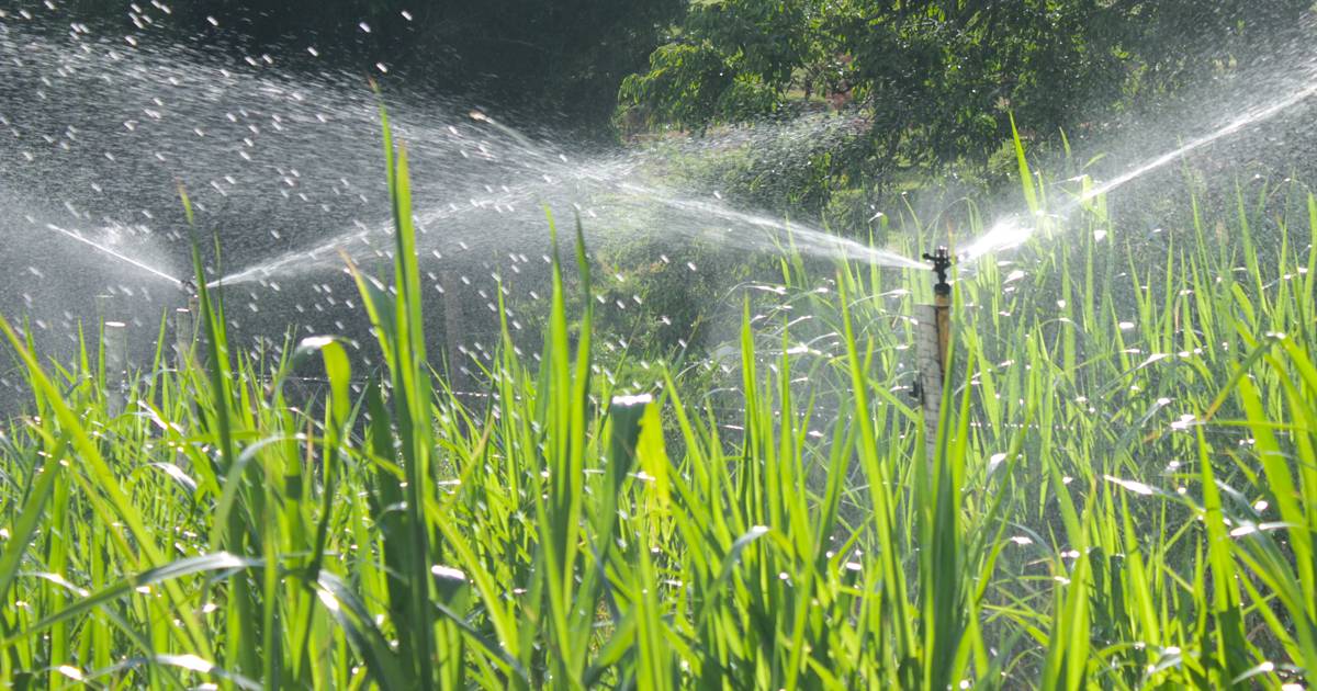 Irrigação por aspersão: conheça mais sobre o método convencional