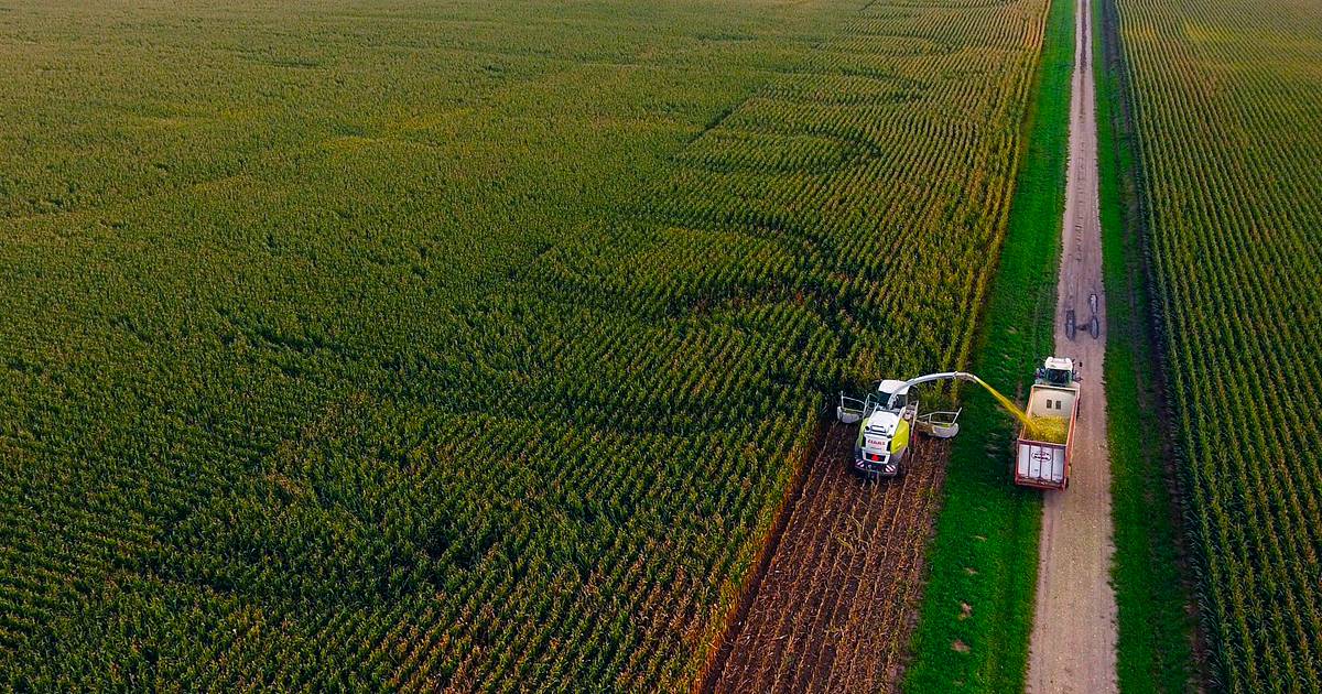 Silagem para bovinos: como os critérios de qualidade evitam perdas