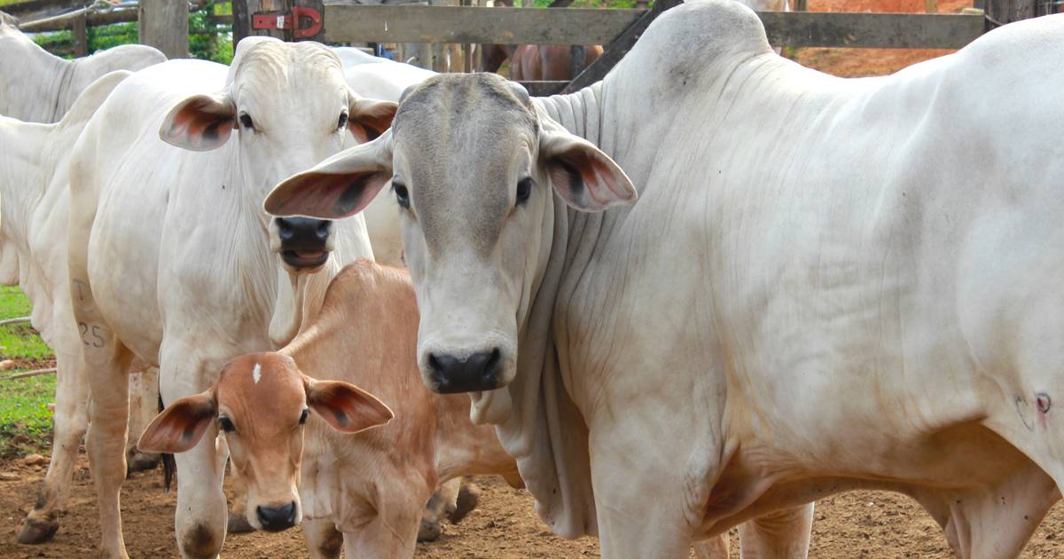 Intoxicação por uréia em bovinos: sinal de alerta na alimentação!