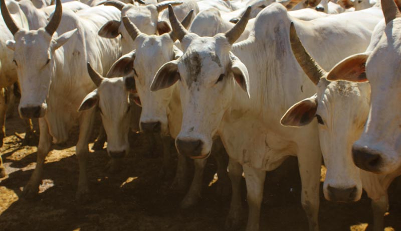 Manejo sanitário de bovinos de corte: saiba a importância