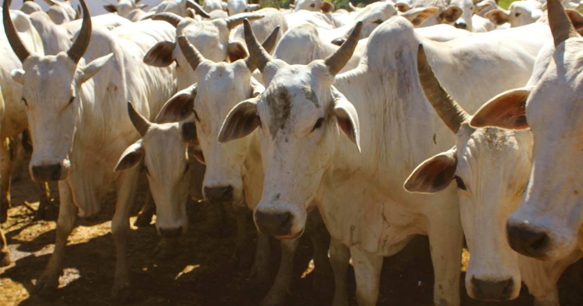 Manejo sanitário de bovinos de corte: saiba a importância