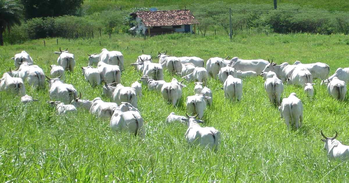 Como escolher o tipo de forrageira ideal?