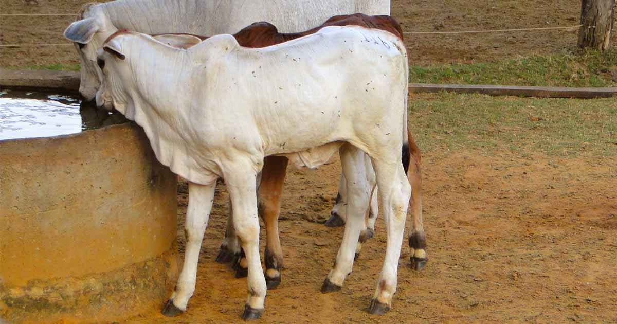 Manejo de bezerros de corte: 3 dicas fundamentais para os primeiros dias