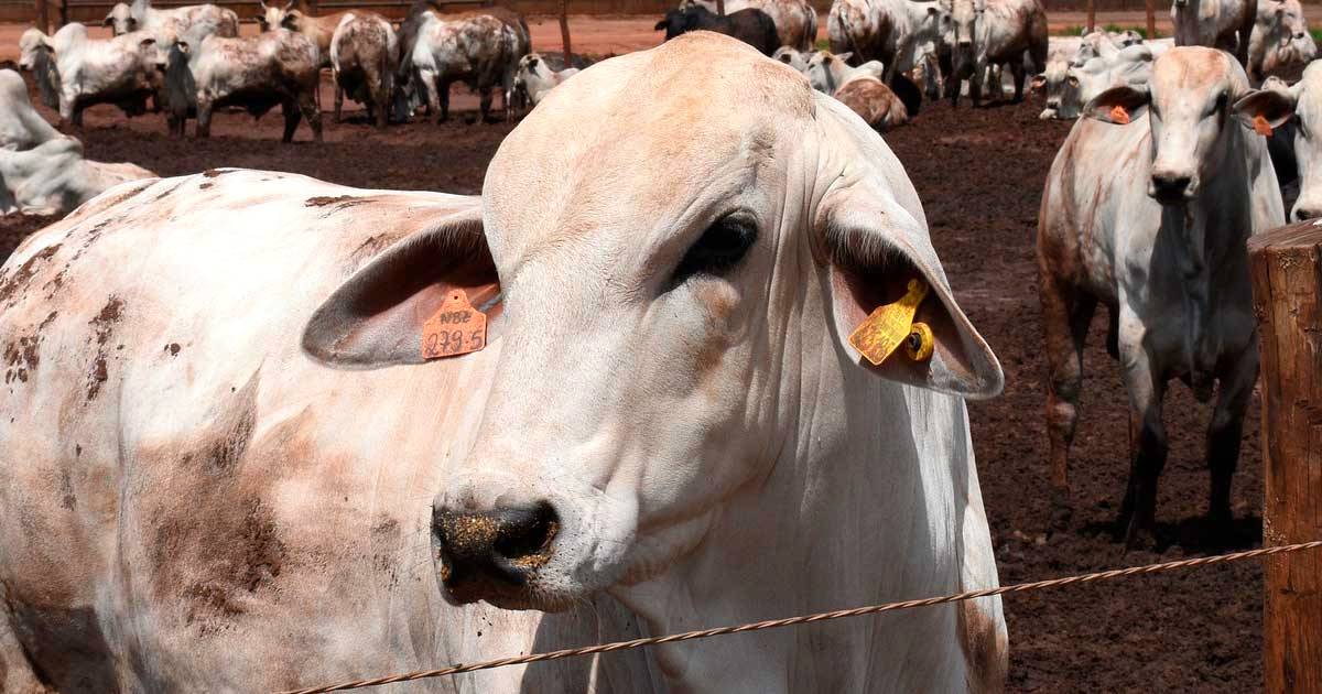 Castração de bovinos de corte: respondemos as dúvidas mais comuns dos pecuaristas!