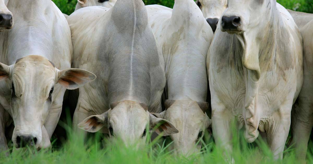 O que são volumosos e concentrados na nutrição de bovinos de corte?