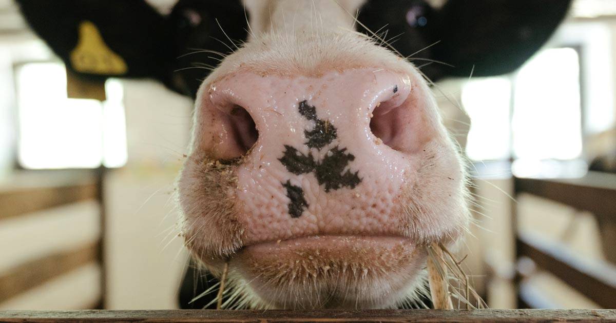 Doença respiratória bovina: ações de manejo ajudam na prevenção!