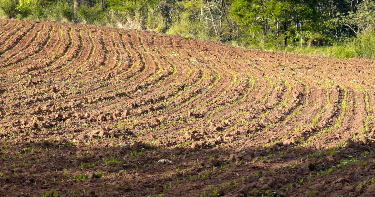 Milho safrinha: como preparar o solo para o cultivo