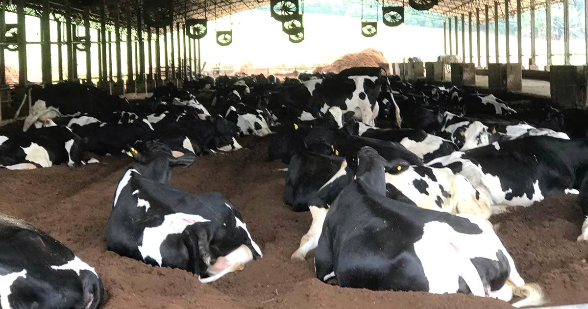 Doenças metabólicas em bovinos de leite: entenda quais mais afetam as vacas