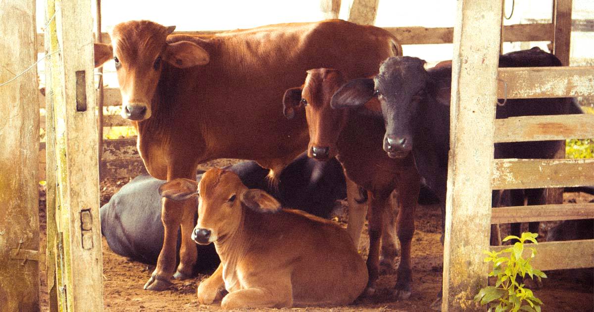 Inseminação em vacas: como evitar perdas com a técnica