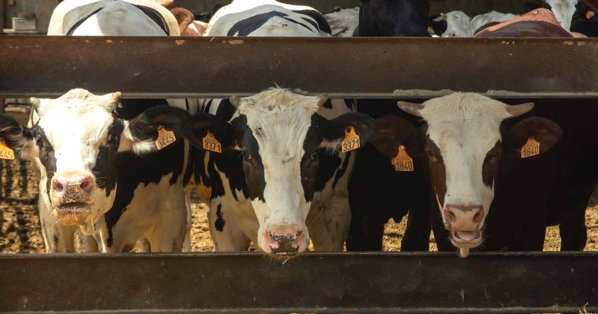 Anatomia reprodutiva das vacas: primeiro passo para a inseminação bovina