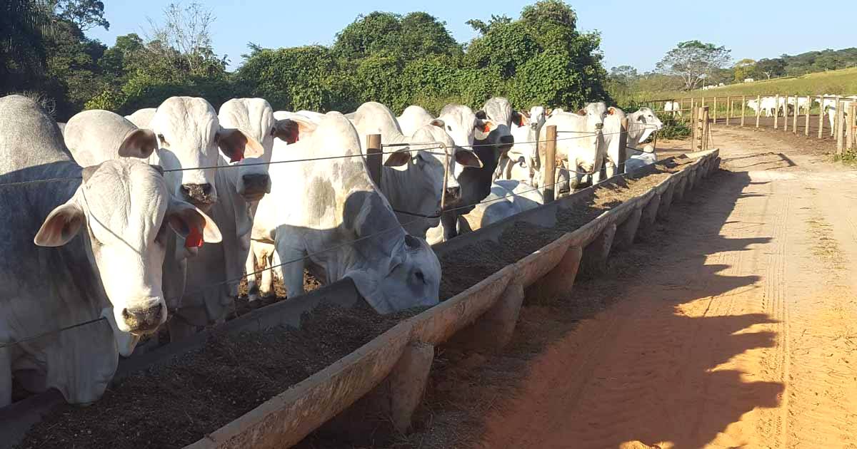 Princípios básicos da nutrição de bovinos