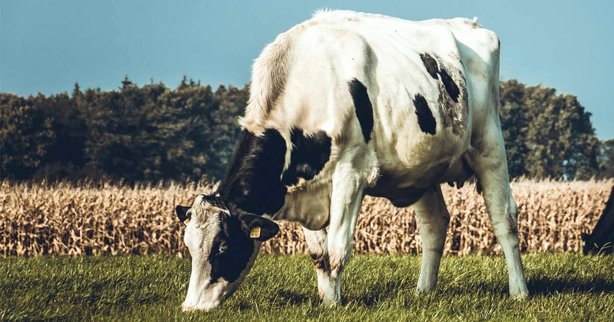 Timpanismo bovino: saiba como evitar a doença