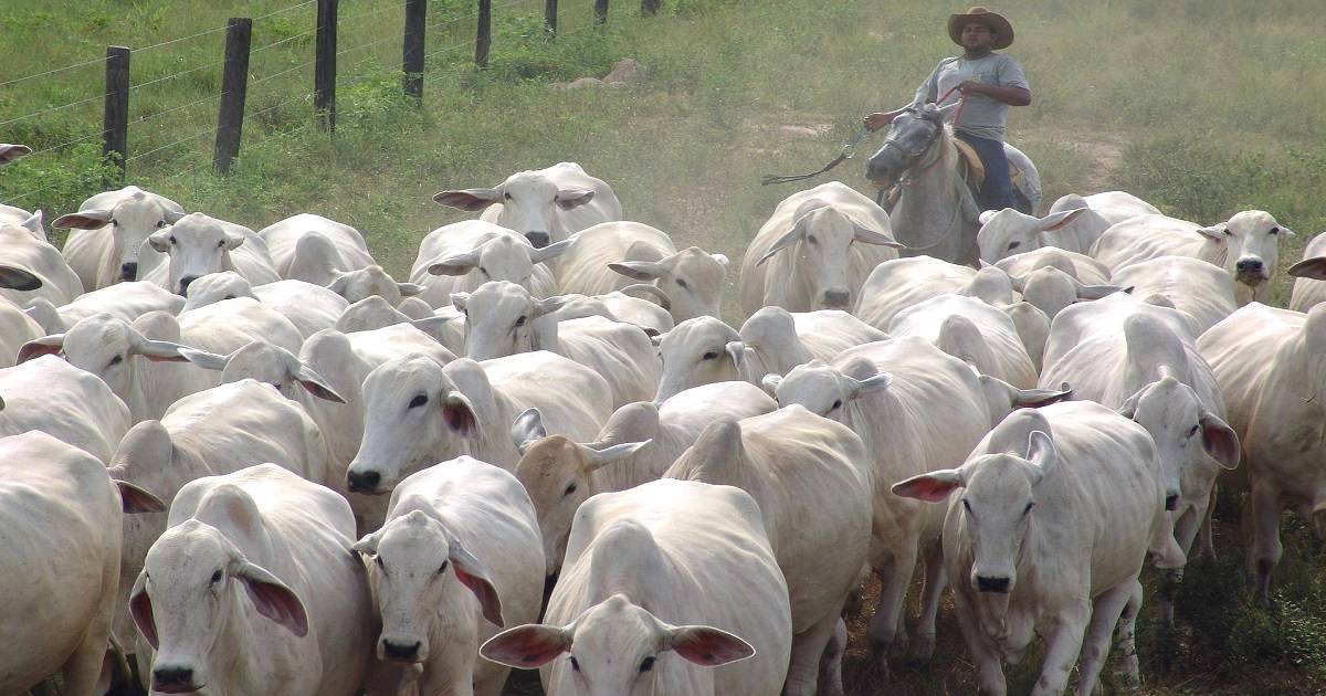 Como é feito o manejo racional de bovinos de corte?