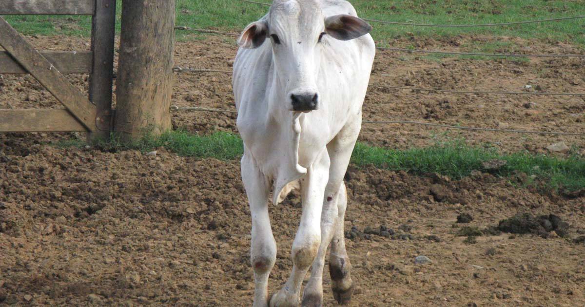 Intoxicação em bovinos: causas, sinais e tratamentos