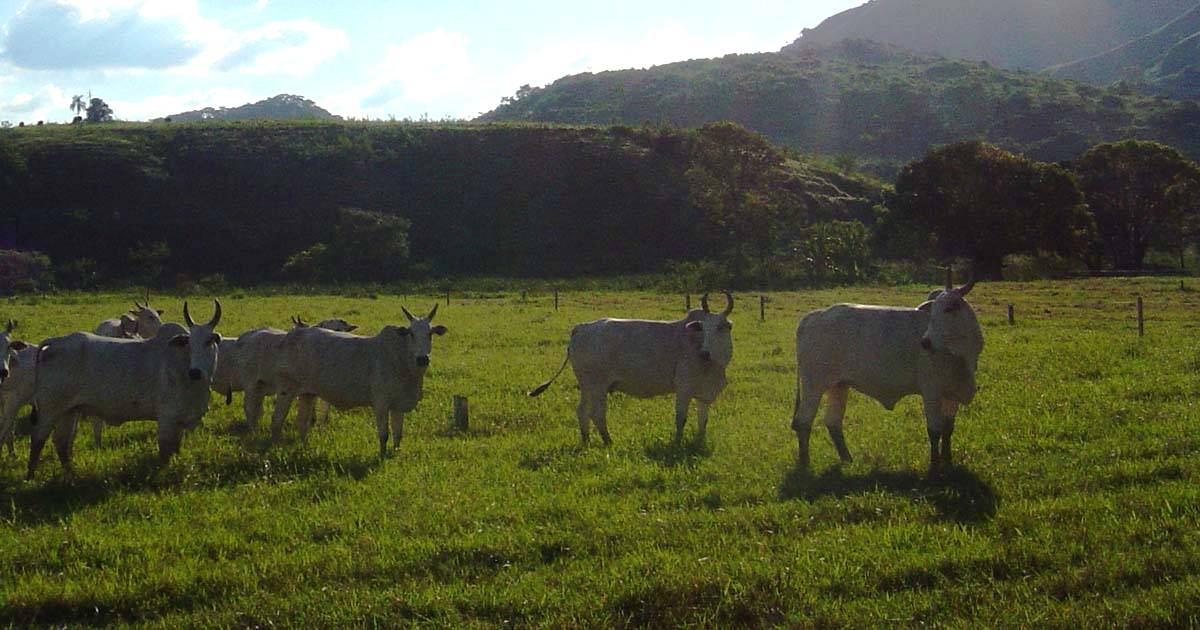 Redução da idade ao abate: por que é importante?