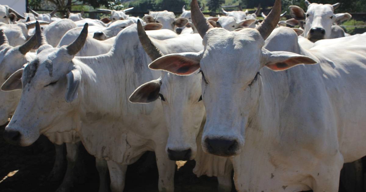 Por que é importante entender o comportamento bovino?
