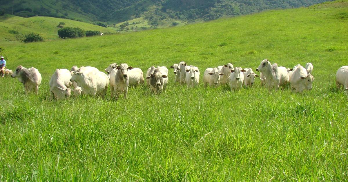 Conheça os tipos de capim para gado de corte