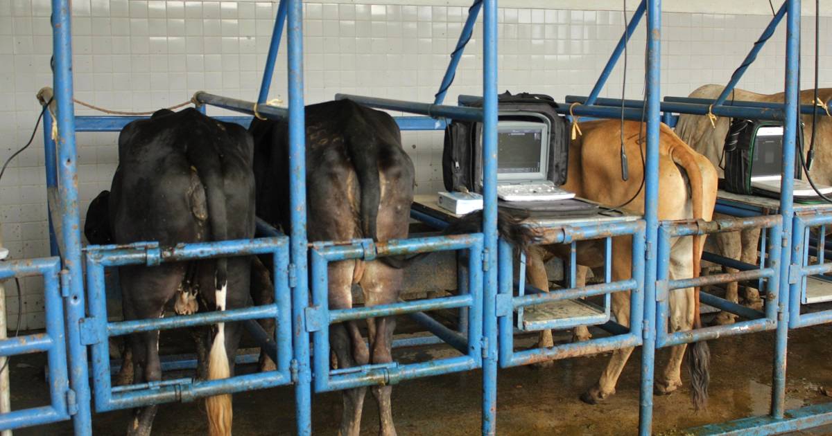 Entenda os diferentes métodos de detecção de cio em bovinos
