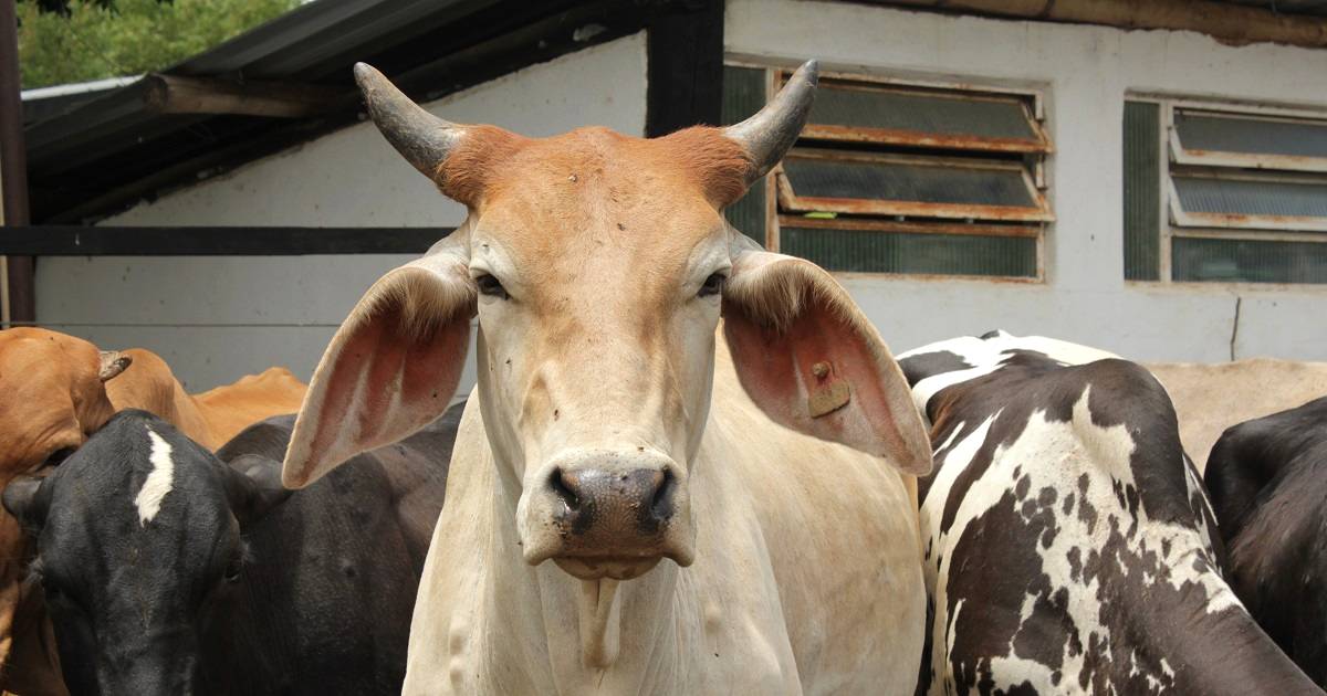 Febre aftosa: o que é a doença e a importância da vacinação