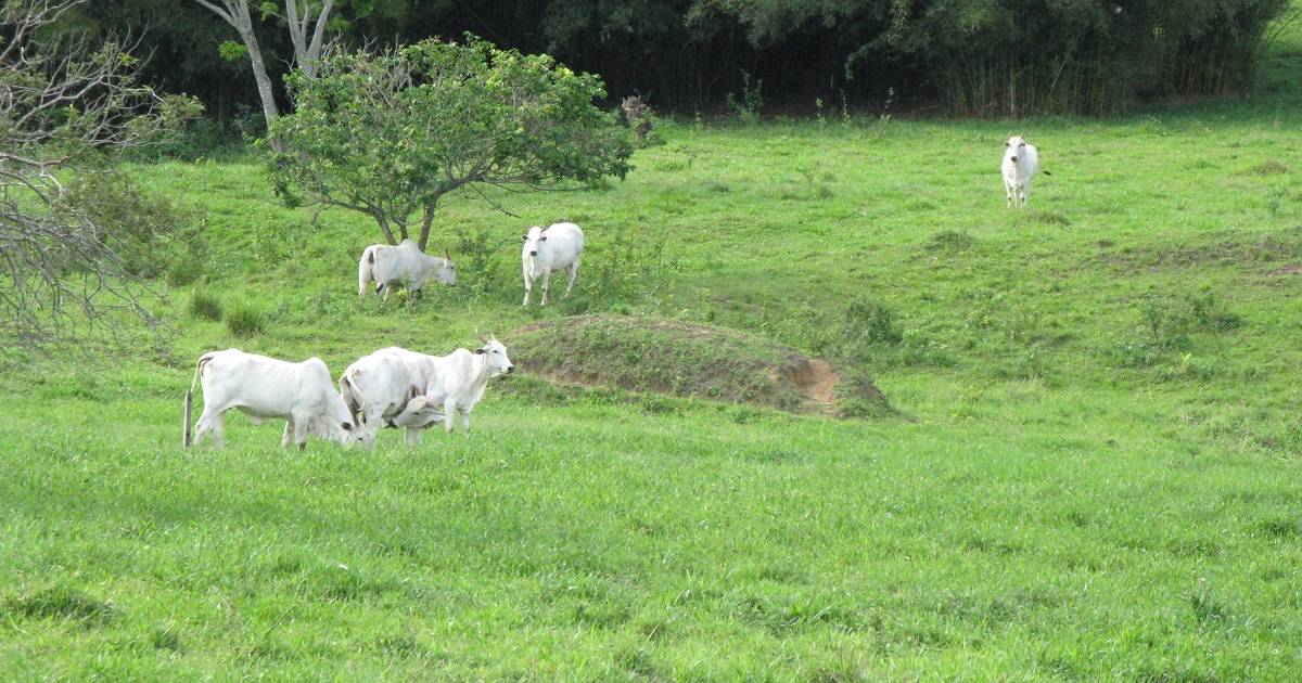 Degradação de pastagens: qual o impacto na pecuária?