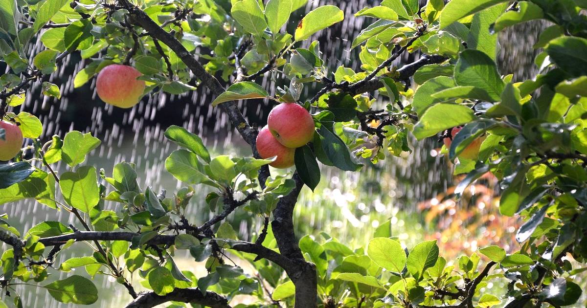 Conheça algumas particularidades da fruticultura irrigada