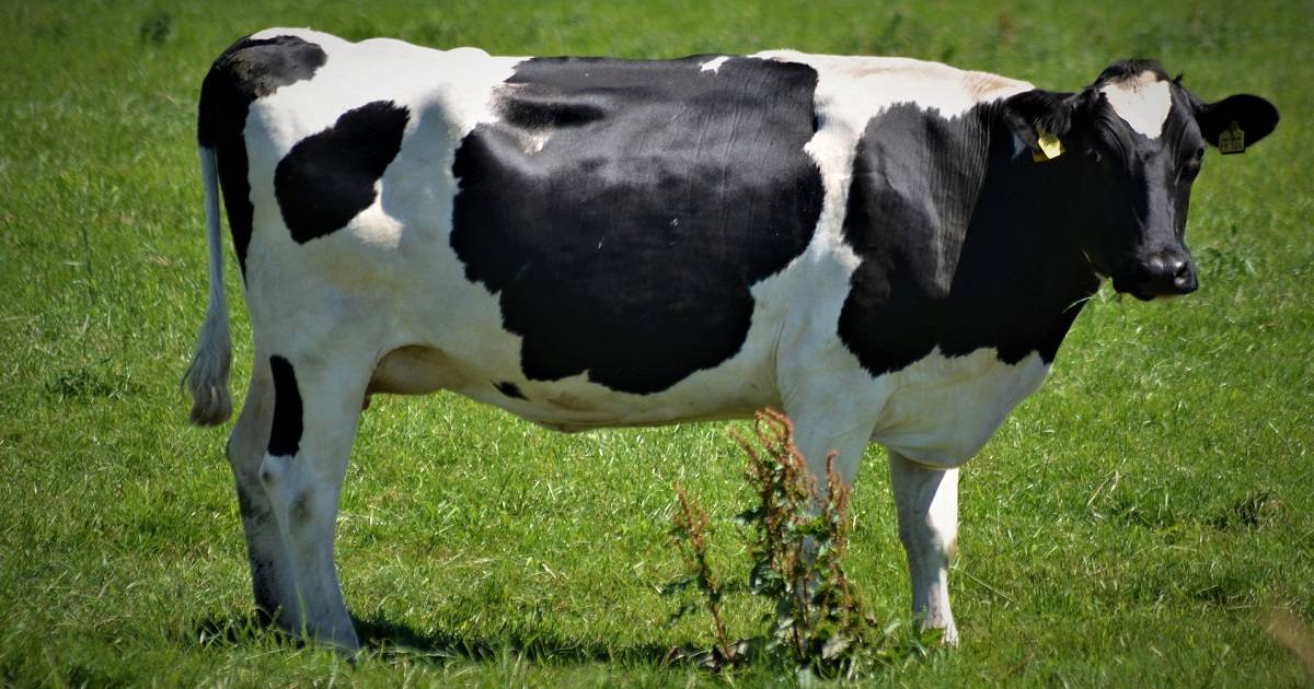 Entenda a importância do escore de condição corporal em vacas