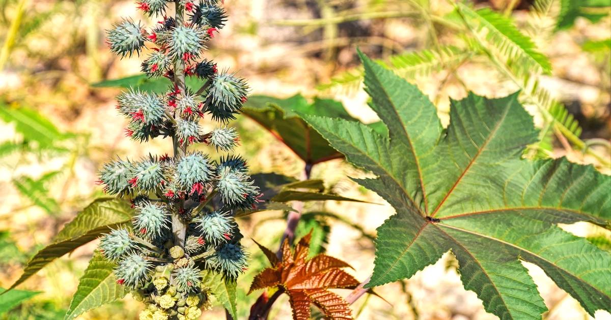 Plantas venenosas para equinos